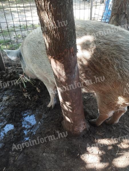 Mangalica–svédhús keverék koca eladó