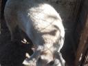 Mangalica–svédhús keverék koca eladó