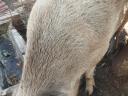 Mangalica–svédhús keverék koca eladó