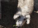 Mangalica koca eladó, vemhességre felkészítve