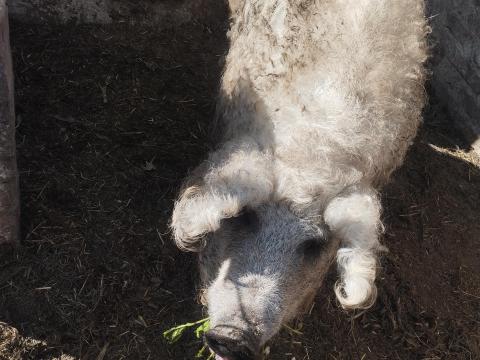 Mangalica koca eladó, vemhességre felkészítve Mangalica koca eladó, vemhességre felkészítve
