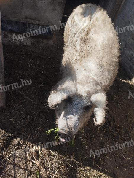 Mangalica koca eladó, vemhességre felkészítve