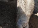 Mangalica koca eladó, vemhességre felkészítve