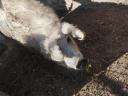 Mangalica koca eladó, vemhességre felkészítve