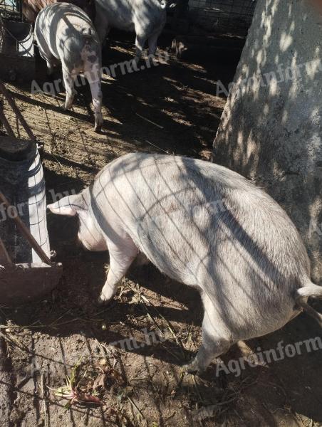 80-90 kg-os szemestakarmányon nevelt malacok eladók