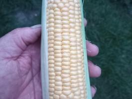 Csemegekukorica eladó Cegléden, frissen szedve termelőtől