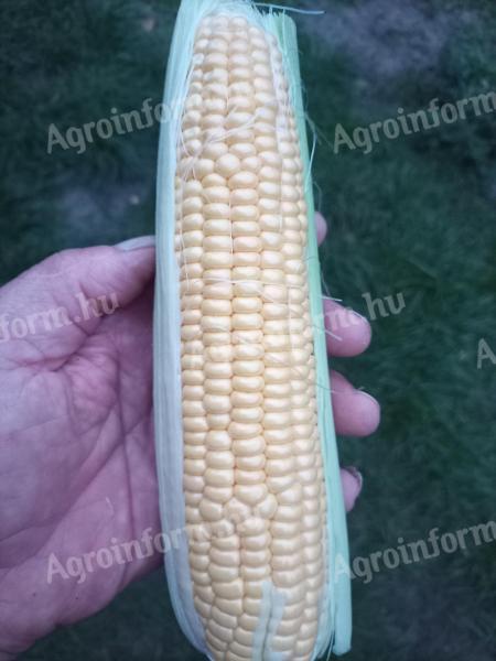 Csemegekukorica eladó Cegléden, frissen szedve termelőtől