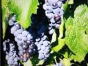 Kiváló minőségű Merlot borszőlő termelőtől eladó