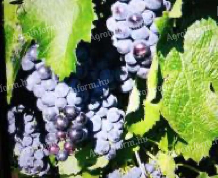 Kiváló minőségű Merlot borszőlő termelőtől eladó
