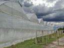 Kertészet eladó 4,5 ha hidrokultúrás területtel, teljes felszereltséggel