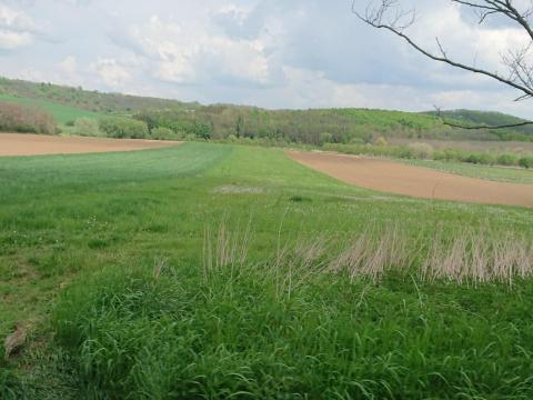 Nógrádsáp – eladó termőföld, szántó Nógrádsáp – eladó termőföld, szántó