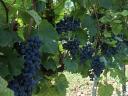 Eladó Szekszárdi Merlot borszőlő