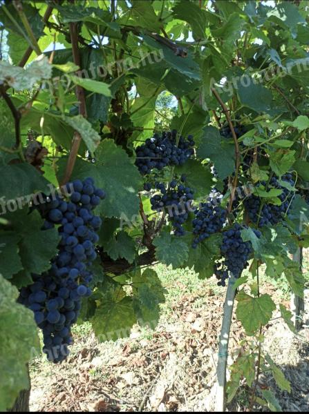 Eladó Szekszárdi Merlot borszőlő