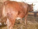 Limousin üsző eladó, húsmarha, 600 kg, rendezett papírokkal