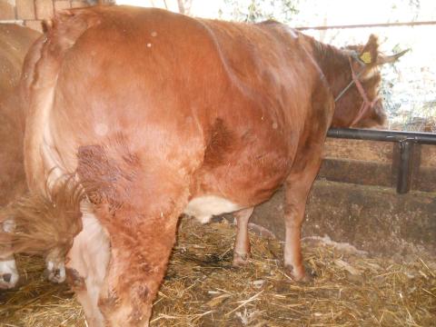 Limousin üsző eladó, húsmarha, 600 kg, rendezett papírokkal
