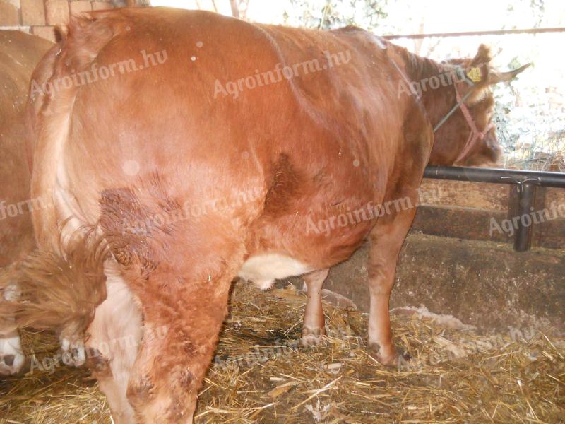 Limousin üsző eladó, húsmarha, 600 kg, rendezett papírokkal
