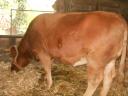 Limousin üsző és fríz bika eladó