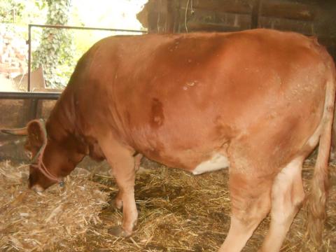 Limousin üsző és fríz bika eladó Limousin üsző és fríz bika eladó