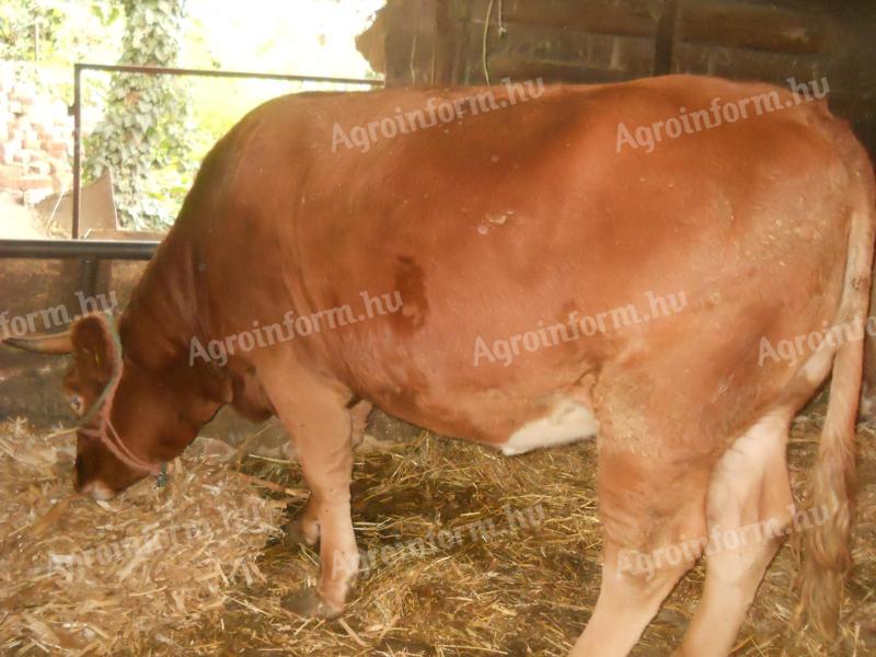 Limousin üsző és fríz bika eladó