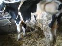Limousin üsző és fríz bika eladó
