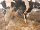Limousin üsző és fríz bika eladó