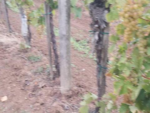 Saszla szőlő Saszla szőlő