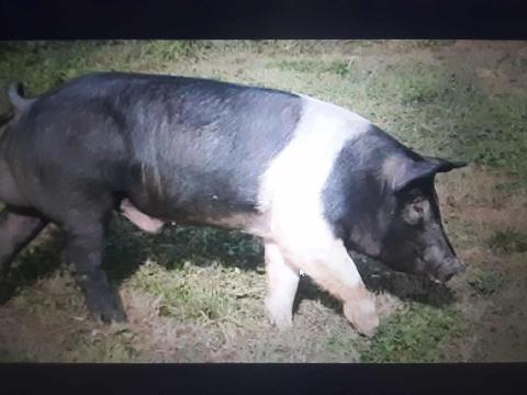 H39 tenyészkan eladó H39 tenyészkan eladó