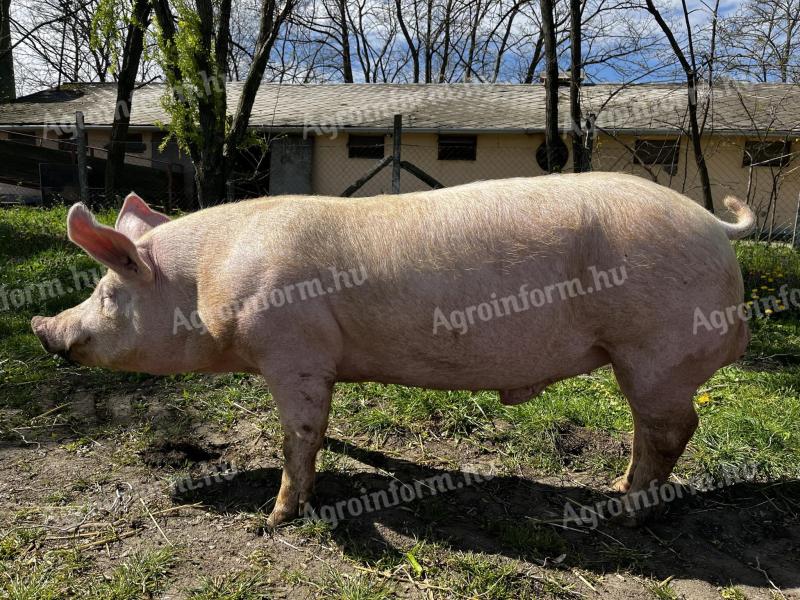 Duroc x MNF tenyészkan