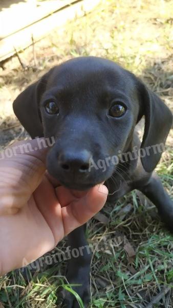 4 hónapos kölyökkutya ingyen elvihető