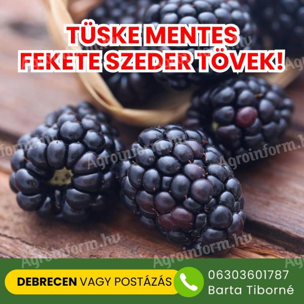 TÜSKE MENTES Szeder tő - DEBRECEN
