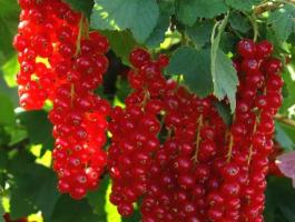 Jonkheer piros ribizli bokor eladó – Őstermelőtől! DEBRECEN