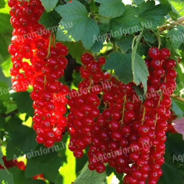 Jonkheer piros ribizli bokor eladó – Őstermelőtől! DEBRECEN
