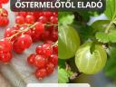 Jonkheer piros ribizli bokor eladó – Őstermelőtől! DEBRECEN