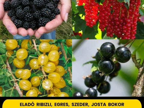 Egészséges,  erős gyökerű,  gyümölcs és bogyós bokrok Egészséges,  erős gyökerű,  gyümölcs és bogyós bokrok