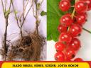 Egészséges,  erős gyökerű,  gyümölcs és bogyós bokrok