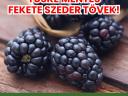 Egészséges,  erős gyökerű,  gyümölcs és bogyós bokrok