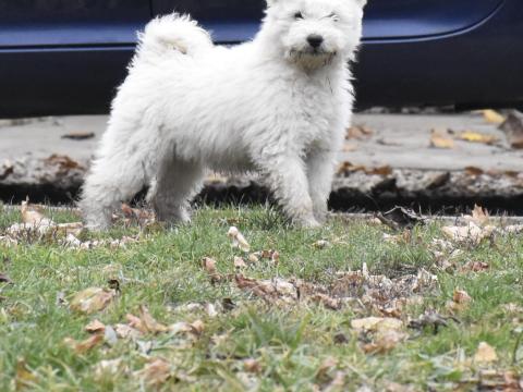 Csillagzápor Cinege fakó szuka keresi sportos gazdáját