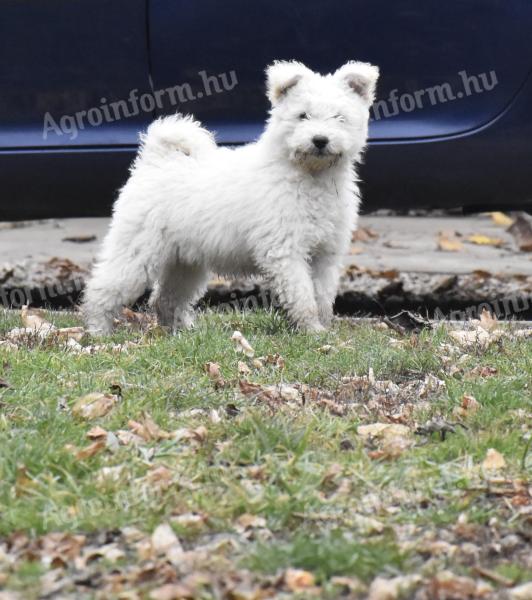 Csillagzápor Cinege fakó szuka keresi sportos gazdáját