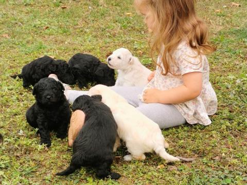 Pumi kiskutyák a Csillagzápor kennelben – elérhetők 8 hetes kortól