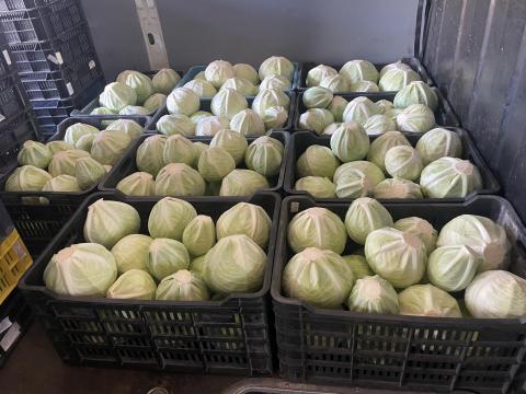 Eladó kerek káposzta több fajtában