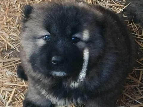 Kaukázusi jellegű kiskutyák