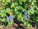 Cabernet Fanc szőlő