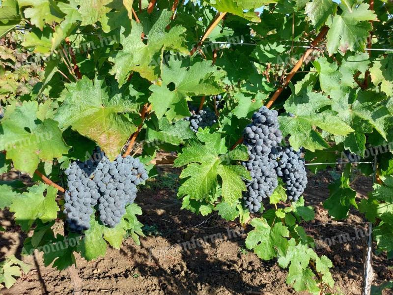 Cabernet Fanc szőlő
