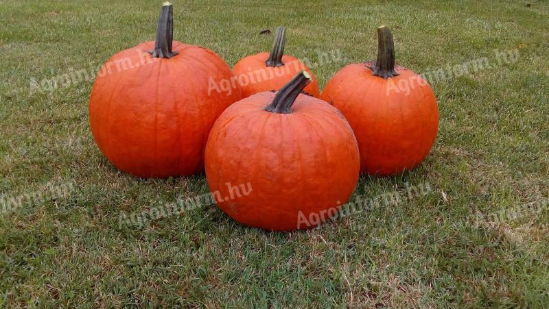 Halloween tök eladó