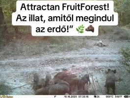 Új! Vadkárenyhítő takarmány – természetes, kukoricás alapú