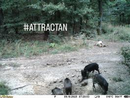 Vadtakarmány, amit a vad nem hagy figyelmen kívül