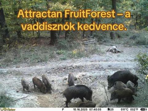 Vadkárenyhítés kukoricában és napraforgóban Vadkárenyhítés kukoricában és napraforgóban