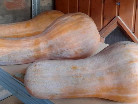 Bio orange sütőtök termelőtől eladó Bio orange sütőtök termelőtől eladó