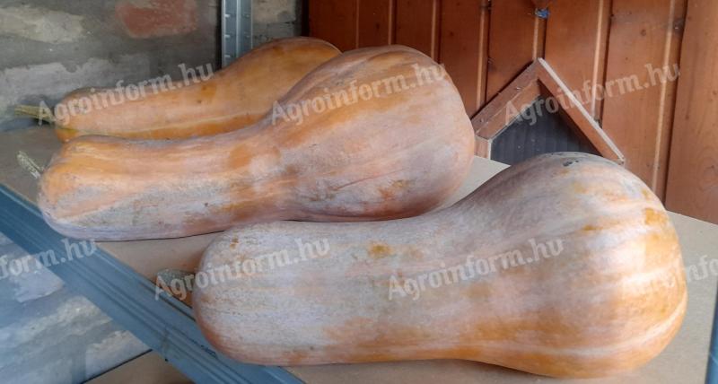 Bio orange sütőtök termelőtől eladó