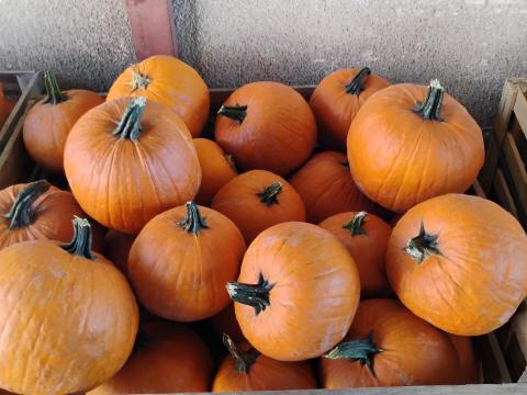 Halloween tök eladó Halloween tök eladó
